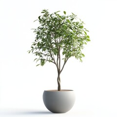 Pot tree isolated on white background 