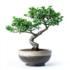 Pot tree isolated on white background 