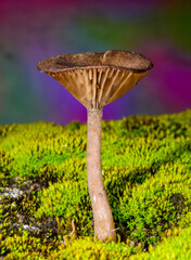 Pseudoclitocybe cyathiformis, saprophytic fungus growing among moss and fallen leaves under trees...