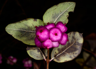Coralberry, Symphoricarpos orbiculatus, berries with seeds on the branches of a plant in the garden...
