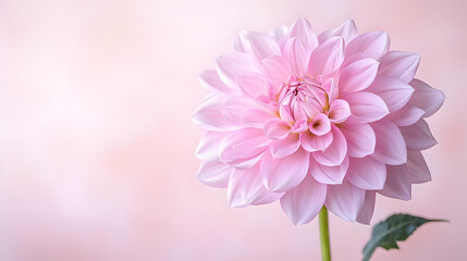 Pink Dahlia flower, soft background, delicate bloom, floral design