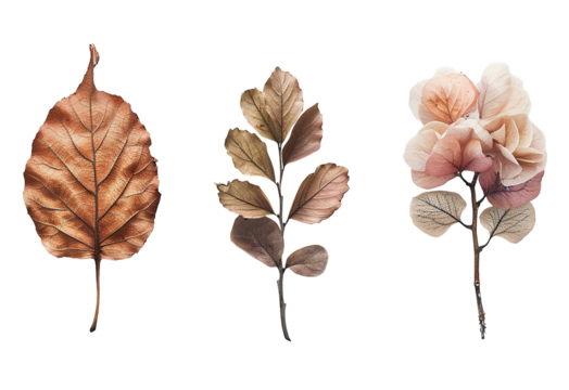 Dried leaf and flower specimens arranged for herbarium collection and study