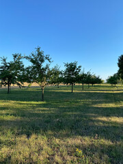 Fototapeta premium Field of trees with a blue sky in the background