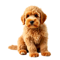 golden doodle dog isolated on transparent background Generative Ai.