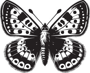 Butterfly art and illustration vector black on white background.