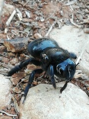 Xylocopa californica. El chocorrón. Abejorro negro. 