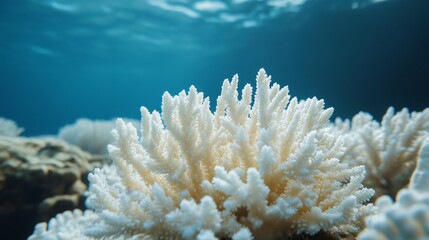 Close Up of Coral Bleaching in the Ocean with Stunning Detail
