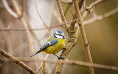 Parus coeruleus