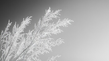 Frosty Pampas Grass, Winter Scene, Grayscale, Nature Background, Botanical