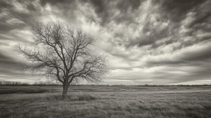 Lone tree prairie stormy sky dramatic monochrome landscape nature photography