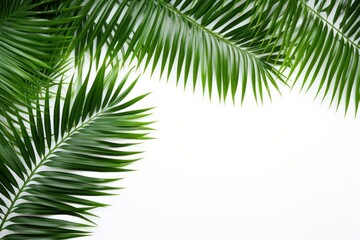 Coconut palm leaves on left corner backgrounds outdoors nature.