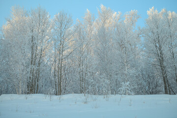 snow covered trees