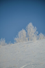 snow covered trees in winter