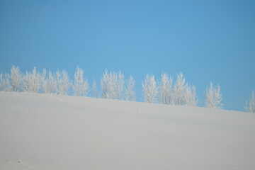 snow covered trees in winter