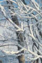 branches of a tree covered with hoarfrost