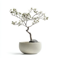 Obraz premium Pot thin tree isolated on white background