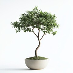 Pot thin tree isolated on white background