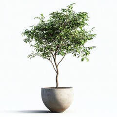 Pot thin tree isolated on white background