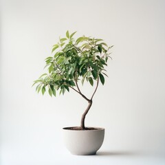 Pot thin tree isolated on white background