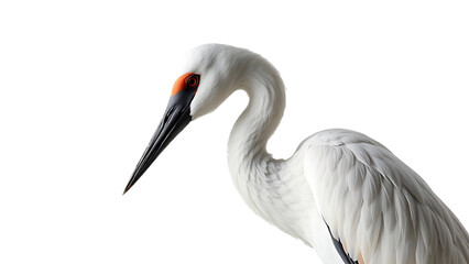 elegant crane white isolated background