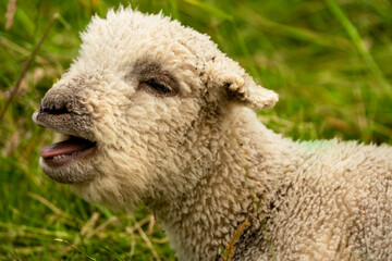 Close-Up of a Playful Lamb in a Lush Green Meadow Capturing Rural Charm and Innocence