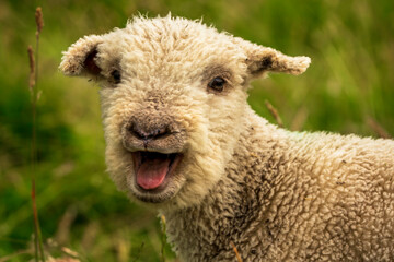 Joyful Lamb with a Happy-Go-Lucky Expression in a Lush Green Meadow