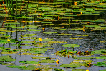Tranquil Pond with Yellow Water Lilies and Reflective Leaves in a Natural Wetland Habitat