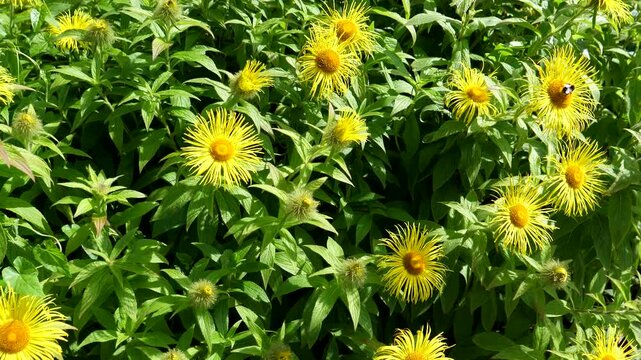 Bumblebees collecting nectar from yellow flowers hooker's inula, Inula Hookeri, tilt up shot.