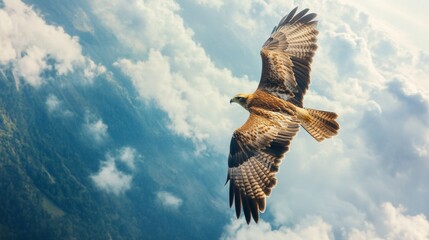 Fototapeta premium A hawk soaring high above the earth sees what we often overlook. 