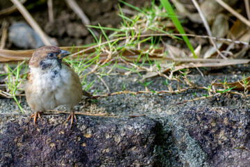 石に乗るスズメ