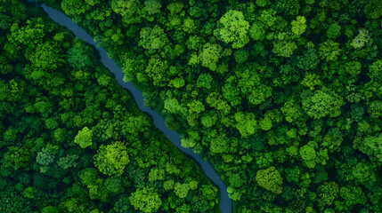 Aerial view of a river winding through lush green forest; nature conservation; environmental sustainability