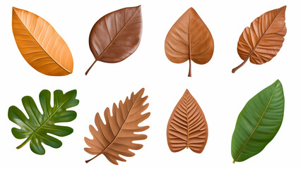 Obraz premium Autumn leaves collection, isolated on white background, for design