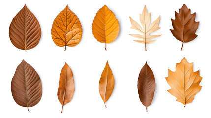 Obraz premium Autumn leaves collection; isolated on white background; design element; fall foliage