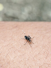 Aedes mosquito sucking blood on human skin, blurred natural background.