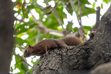 A squirrel is sitting on a tree branch