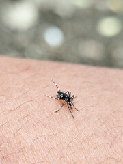 Aedes mosquito sucking blood on human skin, blurred natural background.
