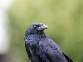 カラスのアップ