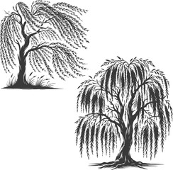 Graceful Willow Tree Silhouette | Black and White Nature Illustration