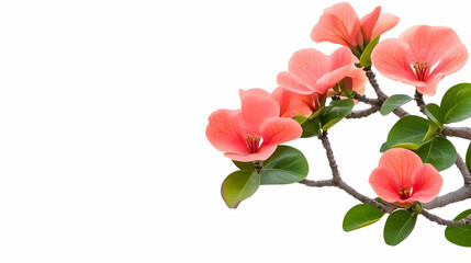 Fototapeta premium Coral flowers branch, spring bloom, white background, nature design