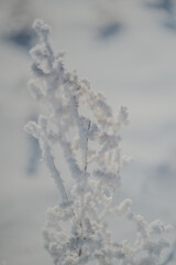 snow covered branches