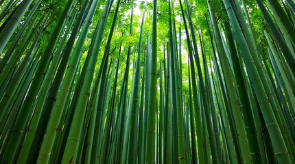 Fototapeta premium Dense bamboo forest with tall, green bamboo stalks and lush canopy.