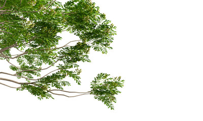 green leaves isolated on white