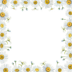 Delicate floral frame of white daisies. Hand-drawn with watercolors. Perfect for wedding invitations, greeting cards, business cards.