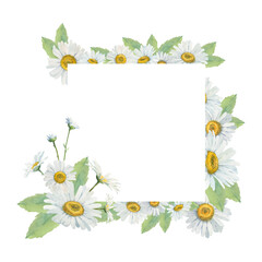 Frame of watercolor white daisies with an elegant composition. Green leaves. Frame with a white background and space for your text. Illustration for invitations, cards, labels.