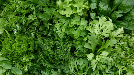Fresh green herbs and leafy vegetables background.  Culinary ingredients for healthy cooking