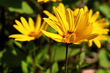 Bright yellow Jerusalem artichoke flower, Heliánthus tuberosus