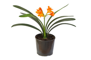 potted clivia miniata orange flower isolated on white background