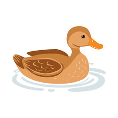 Duck on a white background vector illustration for design. Beautiful duck swimming on the water for design.
