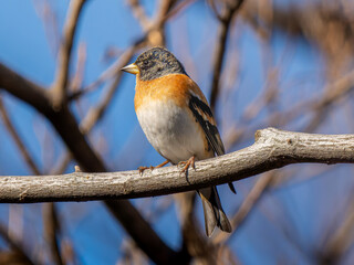 枝にとまるアトリ