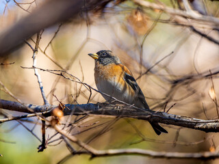 枝にとまるアトリ